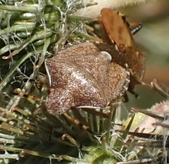 Dolycoris baccarum