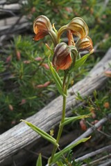 Pterostylis sanguinea