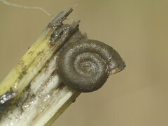 Planorbini