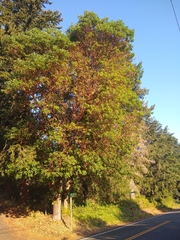 Arbutus menziesii