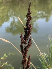 Rumex crispus
