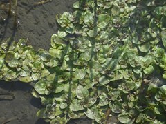 Veronica beccabunga
