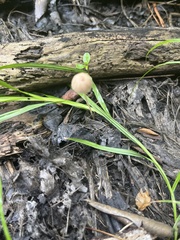 Conocybe apala