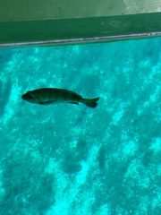 Lepomis macrochirus purpurascens