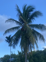 Cocos nucifera