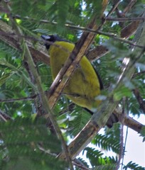 Euphonia chalybea