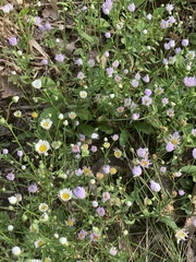 Erigeron annuus