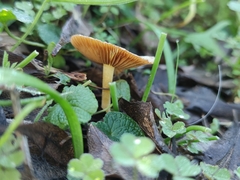 Agaricales