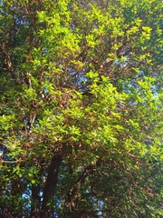 Arbutus menziesii