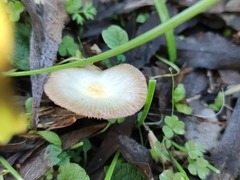 Agaricales