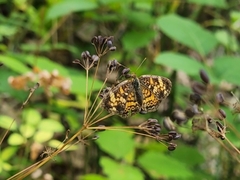 Phyciodes