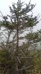 Pinales