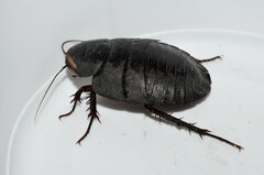 Polyphaga aegyptiaca