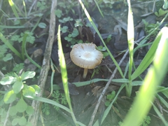 Agaricales
