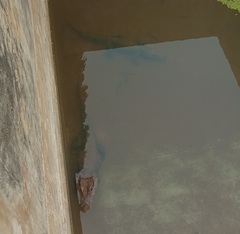 Osteolaemus tetraspis