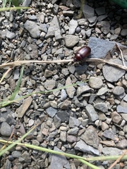 Scarabaeidae