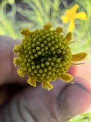 Helenium amarum