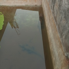 Osteolaemus tetraspis