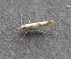 Argyresthia
