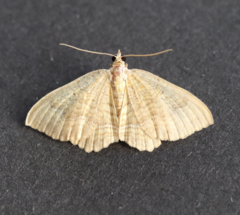 Camptogramma bilineata
