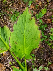 Symplocarpus foetidus