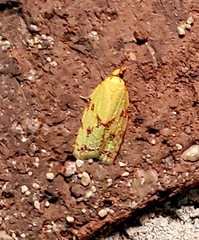 Sparganothis sulfureana