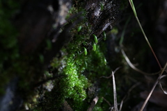 Rosulabryum