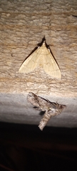 Blepharomastix ranalis