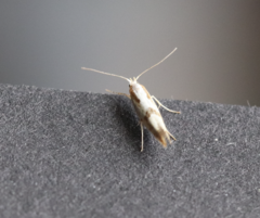 Argyresthia