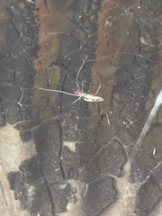 Araneae
