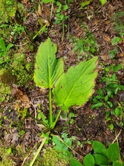 Symplocarpus foetidus