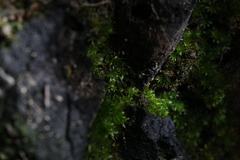 Rosulabryum