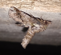 Paectes abrostoloides