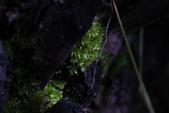 Rosulabryum