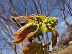 Caryocar brasiliense