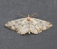 Peribatodes secundaria