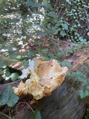 Fungi