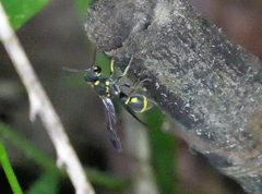 Apodynerus formosensis