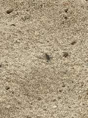 Cicindela hirticollis