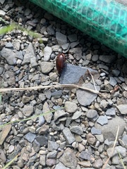 Scarabaeidae