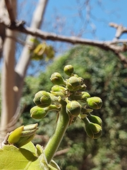 Caryocar brasiliense