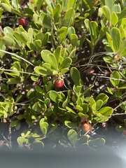 Arctostaphylos uva-ursi