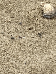 Cicindela hirticollis