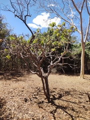 Caryocar brasiliense