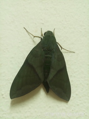 Nephele aequivalens