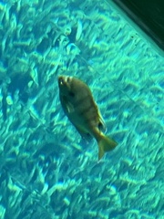 Lepomis macrochirus purpurascens