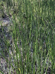 Equisetum