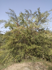 Prunus cerasifera