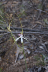 Caladenia longicauda borealis