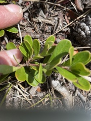 Arctostaphylos uva-ursi